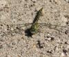 Gomphus pulchellus